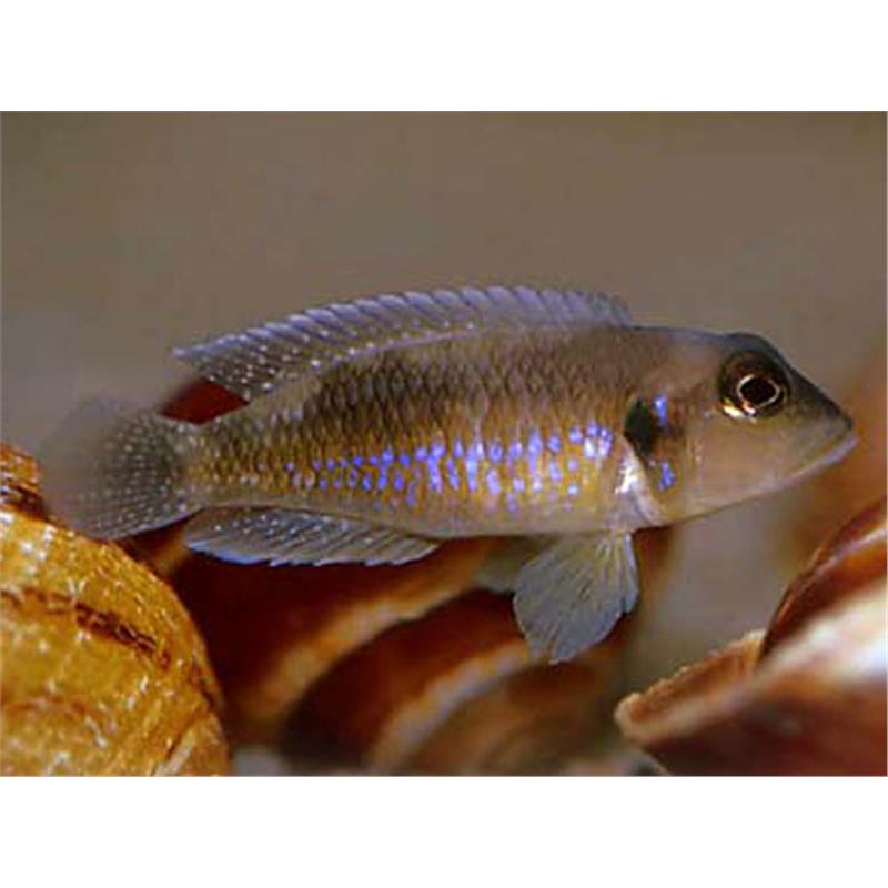 Lamprologus ocellatus - imagine 5